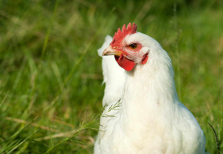 Homesteaders Are Not the Enemy